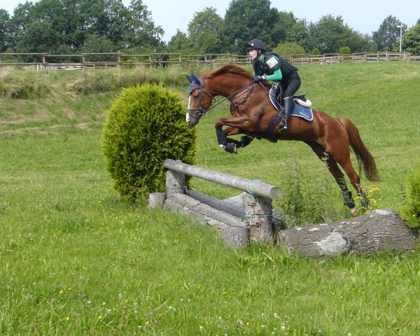 dressage horse Tajfun 6 (Furioso, 2014, from Przedswit XXIX/Harwy)