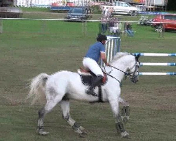 jumper Corrandos S (Holsteiner, 2003, from Corrado I)