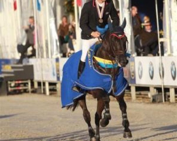jumper Ad Argos (KWPN (Royal Dutch Sporthorse), 2005, from Padinus)
