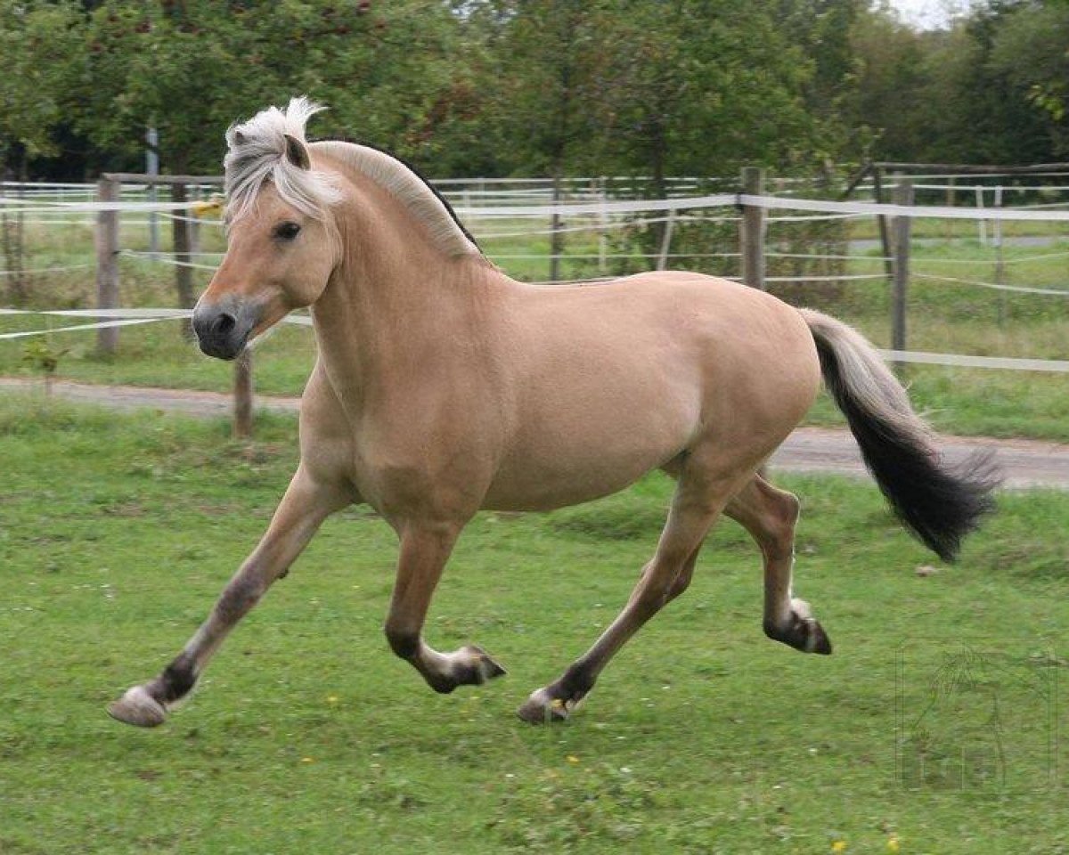 horse Amon von der Berender Heide (Fjord Horse, 2004, from Athos FJH-S 684)