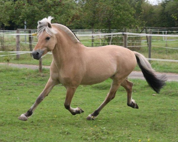 horse Amon von der Berender Heide (Fjord Horse, 2004, from Athos FJH-S 684)