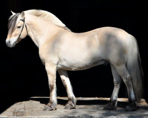 stallion Almglimt (Fjord Horse, 1994, from Alm Jarl) stallion Almglimt (Fjord Horse, 1994, from Alm Jarl)