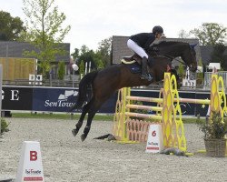 broodmare Chellana Cumul Z (Zangersheide riding horse, 2013, from Chellano Alpha Z)
