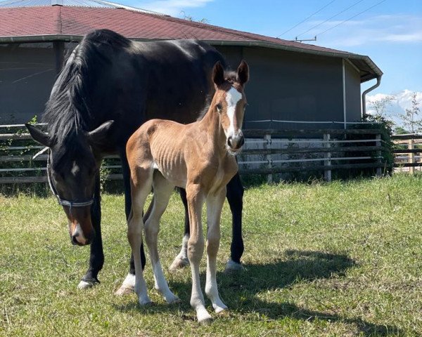 horse Zara Blue 4 (Holsteiner, 2022, from Zirocco Blue)