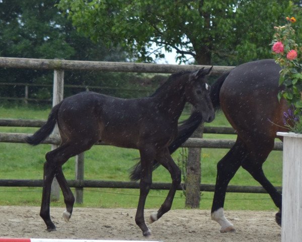 horse Alaska H (Westphalian, 2022, from Alaba 2)