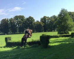 stallion Lord Falo S (Bavarian, 2005, from Lord Loxley I)