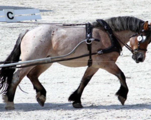 broodmare Murrica (Rhenish-German Cold-Blood, 2008, from Hurrican)