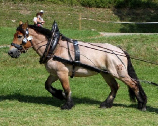 broodmare Mala (Rhenish-German Cold-Blood, 2008, from Gildo) broodmare Mala (Rhenish-German Cold-Blood, 2008, from Gildo)