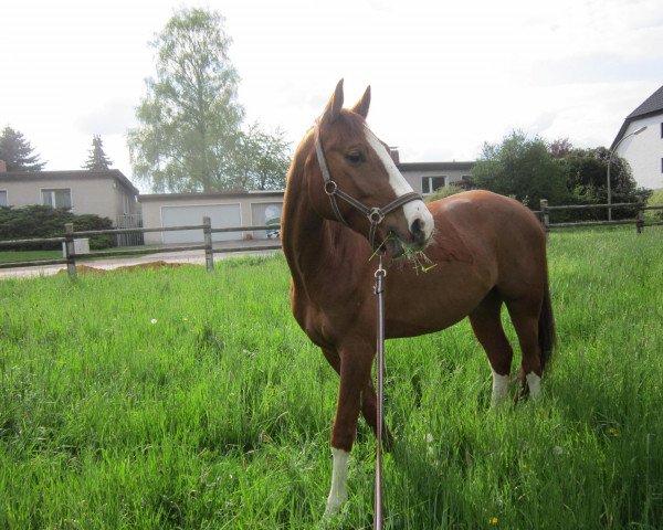horse Djuke (Mecklenburg, 2007, from unbekant)