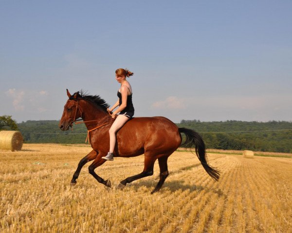jumper Greta (German Sport Horse, 2003, from Gaspari II)