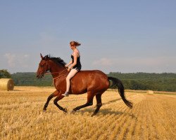 jumper Greta (German Sport Horse, 2003, from Gaspari II)
