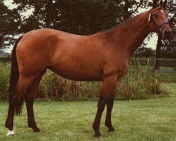 broodmare Pasadena (Holsteiner, 1978, from Marlon xx)