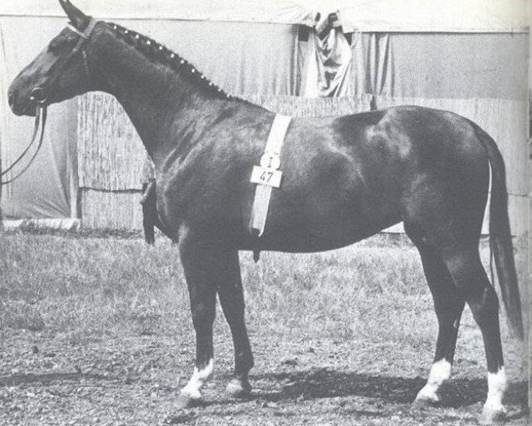 broodmare Sennermaedel (Hanoverian, 1961, from Sender) broodmare Sennermaedel (Hanoverian, 1961, from Sender)