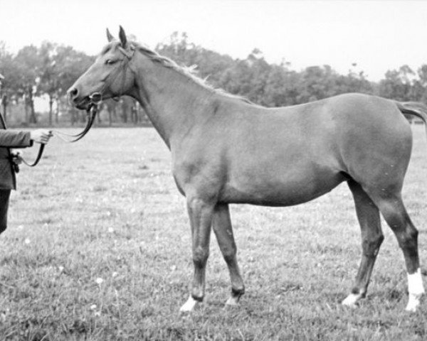 broodmare Blitzmaedel (Trakehner, 1933, from Kupferhammer 3456)