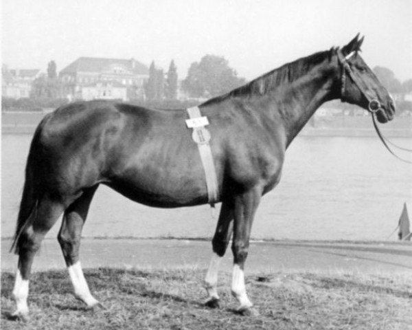 broodmare Blitzrot (Trakehner, 1942, from Hirtensang) broodmare Blitzrot (Trakehner, 1942, from Hirtensang)