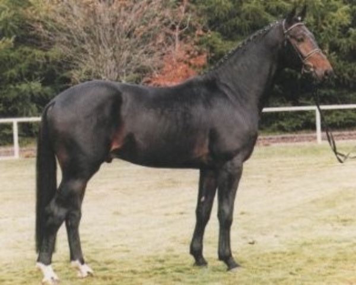 Deckhengst Carbid 3 (Hannoveraner, 1990, von Calypso II)