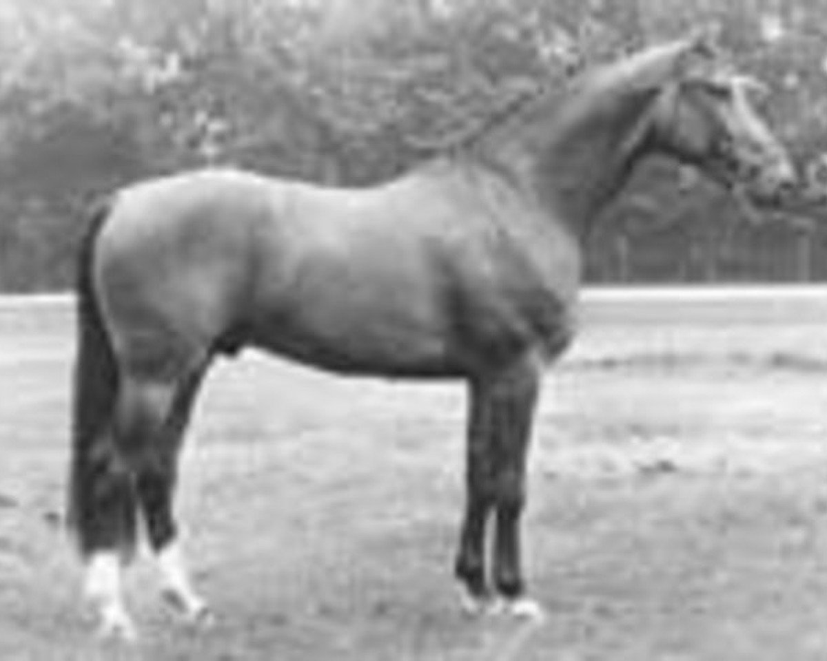 stallion Zandigo (KWPN (Royal Dutch Sporthorse), 1981, from Amor)