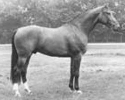 stallion Zandigo (KWPN (Royal Dutch Sporthorse), 1981, from Amor)