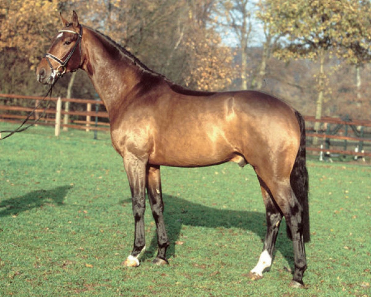 Deckhengst Santino (Hannoveraner, 2001, von Sandro Hit)