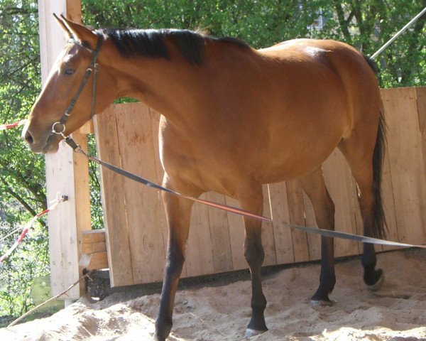 broodmare Lianara (Württemberger, 2004, from Laurel)