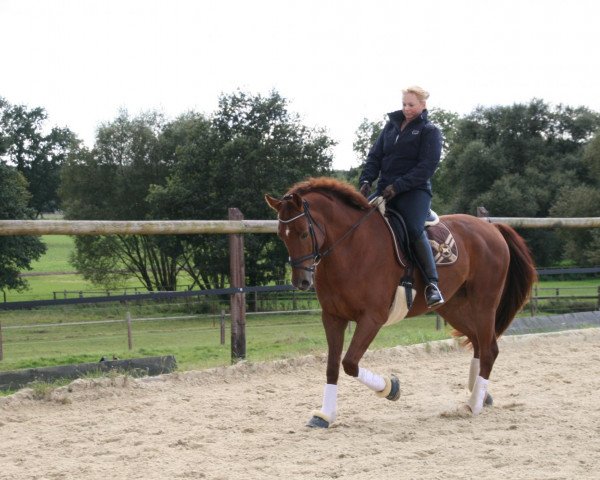 Dressurpferd Fabiano 73 (Westfale, 2005, von Fürst Piccolo)