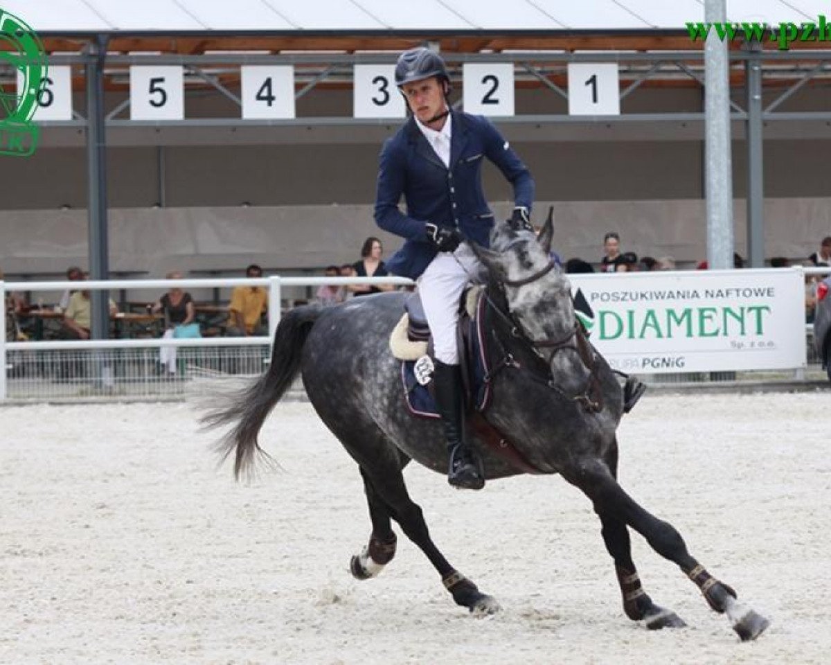 stallion Callboy 13 (Holsteiner, 2004, from Clearway)