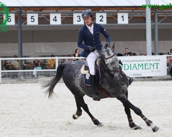 stallion Callboy 13 (Holsteiner, 2004, from Clearway)