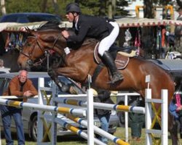 Springpferd Afp's Cosmic Blue (Oldenburger Springpferd, 2004, von Chacco-Blue)
