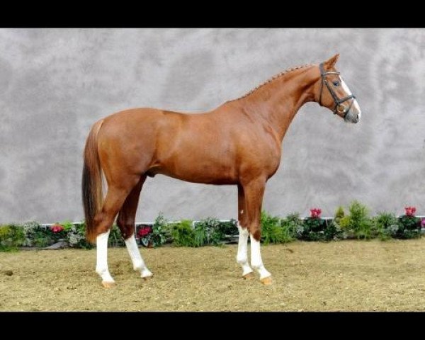 Deckhengst Bailarino (Oldenburger, 2008, von Breitling W)
