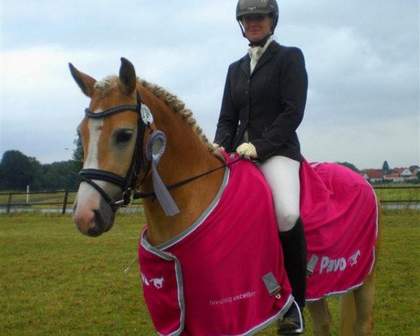 dressage horse Scharan (7,03% ox) (Haflinger, 2009, from Sandor (6,25% ox))