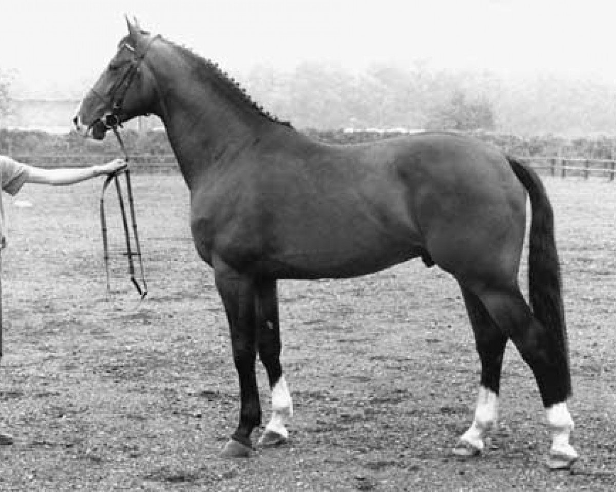 stallion Dageraad (KWPN (Royal Dutch Sporthorse), 1985, from Ramiro Z)