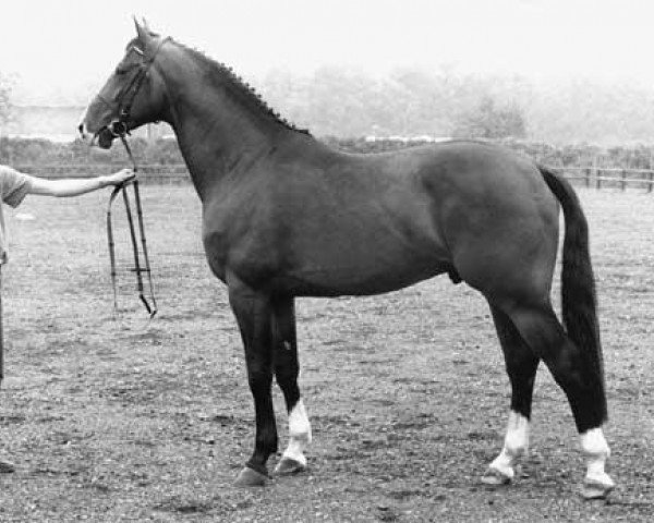 stallion Dageraad (KWPN (Royal Dutch Sporthorse), 1985, from Ramiro Z)