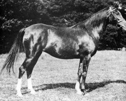 broodmare Nasra 1908 ox (Arabian purebred, 1908, from Daoud 1899 ox)