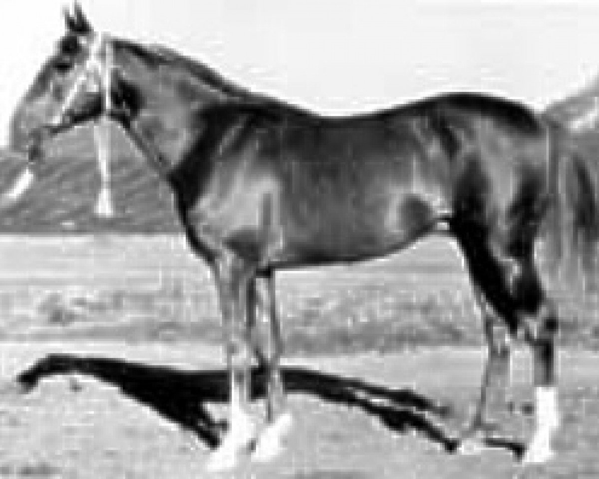 stallion Skrzyp ox (Arabian purebred, 1936, from Lowelas ox 4178)