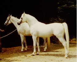 stallion Lurex ox (Arabian purebred, 1968, from Ludrex ox)