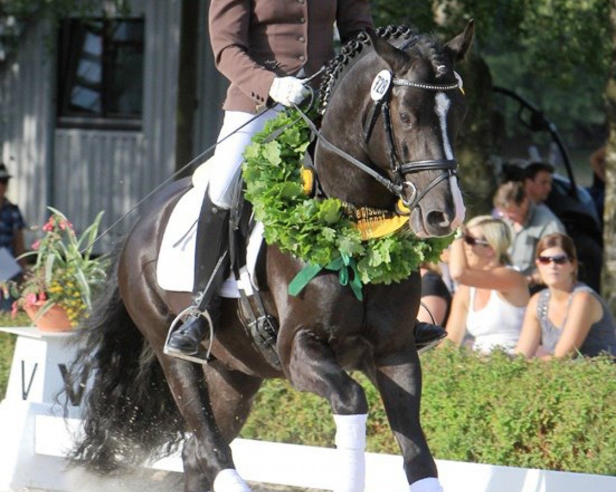 stallion Nobel Noire ZSS (German Riding Pony, 2008, from Noir de Luxe)