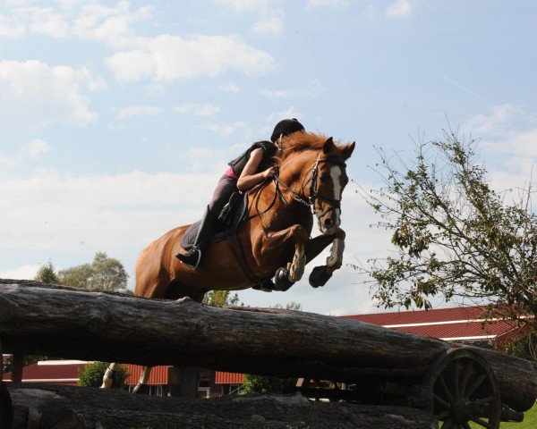 jumper Noah (German Riding Pony, 1997, from Neckar)
