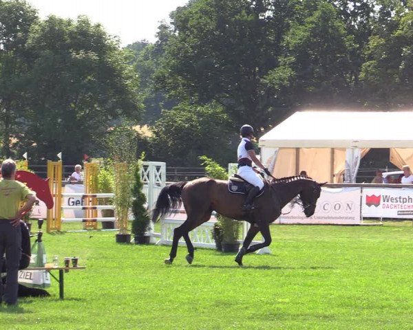 Reitturnier Schillerslage 2022
