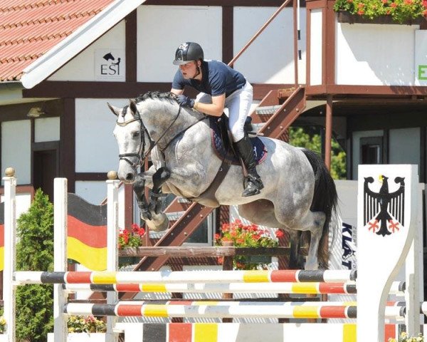 horse Calligo (Hanoverian, 2007, from Calido I)