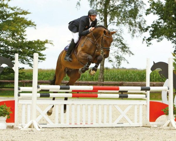 jumper Arki A (Oldenburg, 2006, from Argentinus)