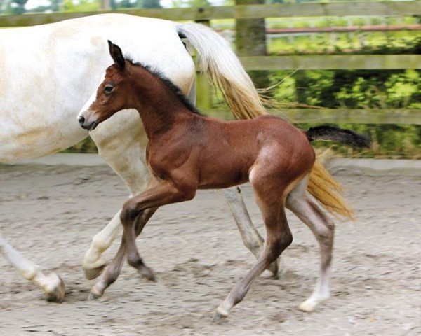 Springpferd Ivanin Dks (Selle Français, 2018, von Diamant de Semilly)
