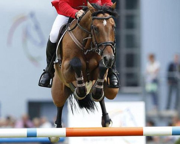 broodmare Curley Sue 39 (Bavarian, 2005, from Caretello B)