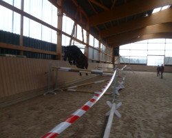 broodmare Fly 87 (Westphalian, 2005, from Francoli)