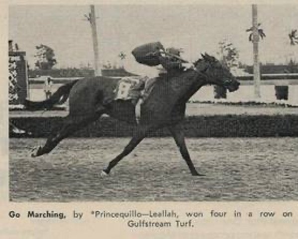 stallion Go Marching xx (Thoroughbred, 1965, from Princequillo xx)
