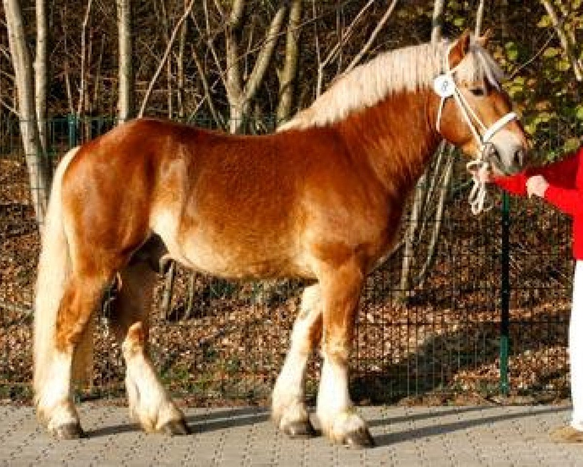 Deckhengst Erdinger Gold (Rheinisch-Deutsches Kaltblut, 2009, von Erlander)