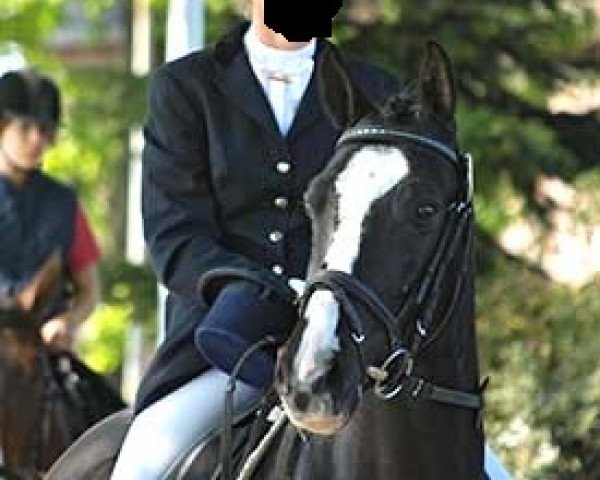 dressage horse Midnight Cocktail (German Riding Pony, 2003, from Dornik B)