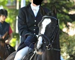 dressage horse Midnight Cocktail (German Riding Pony, 2003, from Dornik B)