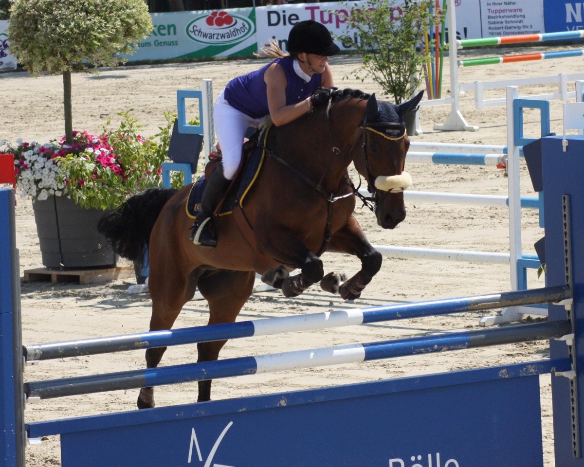 Caballo de salto Abc Cäsar (Holsteiner, 2000, de Caribik)