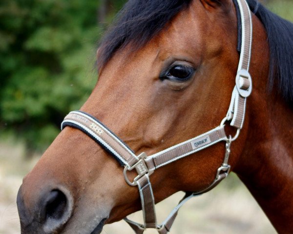 broodmare Las Vegas 147 (Bavarian, 2000, from Accarat)