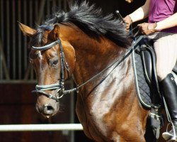 broodmare Doro B. (Hanoverian, 2002, from Don Frederico)